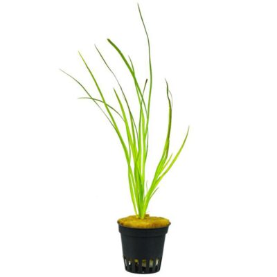 Vallisneria sp. 'Rubra'