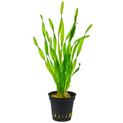 Vallisneria spiralis 'Torta'