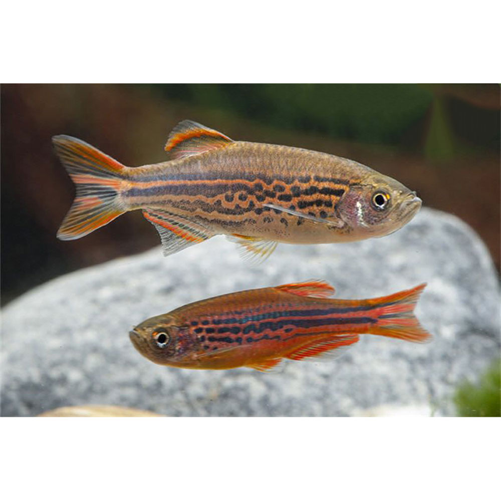 Brachydanio kyathit (Danio de Nadadeiras Laranja) nadando em um aquário plantado, exibindo seu padrão de manchas e nadadeiras vibrantes.