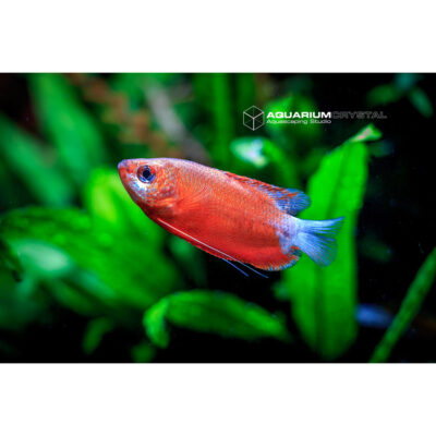 Trichogaster chuna Red – Peixe ornamental vermelho num aquário plantado.