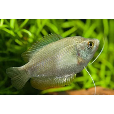 Trichogaster lalius – Peixe ornamental colorido num aquário plantado.