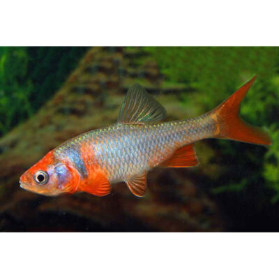 Cyprinella lutrensis – Peixe Red Shiner de coloração vibrante num aquário plantado.