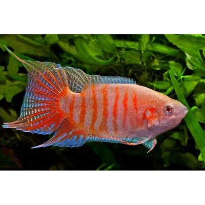 Macropodus opercularis RED – Peixe Paraíso Vermelho com barbatanas exuberantes num aquário plantado.