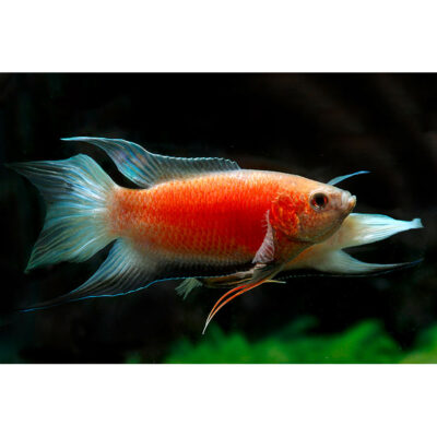 Macropodus opercularis SUPER RED – Peixe Paraíso Super Vermelho com barbatanas exuberantes num aquário plantado.