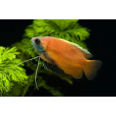 Trichogaster chuna Honey – Peixe ornamental dourado num aquário plantado.