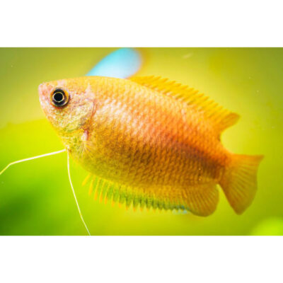 Trichogaster chuna Yellow – Peixe ornamental dourado em aquário plantado.