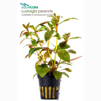 Ludwigia perennis com folhas ovais em tons vermelho-vinho, plantada em grupo no fundo de um aquário tropical plantado.